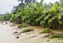 Pérdidas de $100 millones: Urgen plan de emergencia para recuperar plantaciones agrícolas devastadas por Melissa en el Sur
