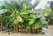 Los cosecheros del Sur inician trabajos con pico y pala ante el retraso del apoyo prometido por Abinader